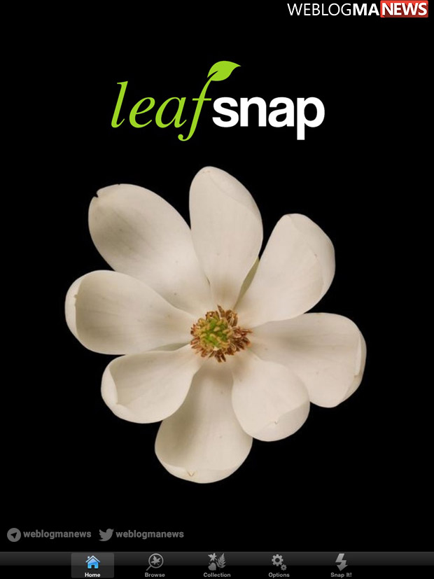 اپلیکیشن متفاوت Leafsnap قادر است گیاهان و درختان را به خوبی تشخیص دهد.